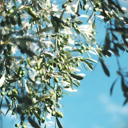 Conte Brunello Agroturismo *