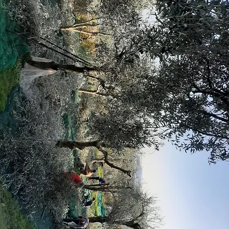 Conte Brunello